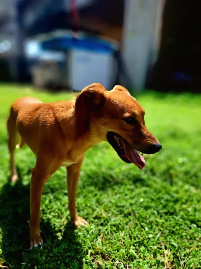 Cachorro raça SRD-ViraLata idade 2 anos nome Tobias