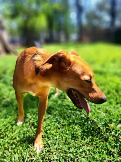 Cachorro raça SRD-ViraLata idade 2 anos nome Tobias