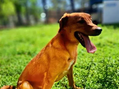 Cachorro raça SRD-ViraLata idade 2 anos nome Joaquim