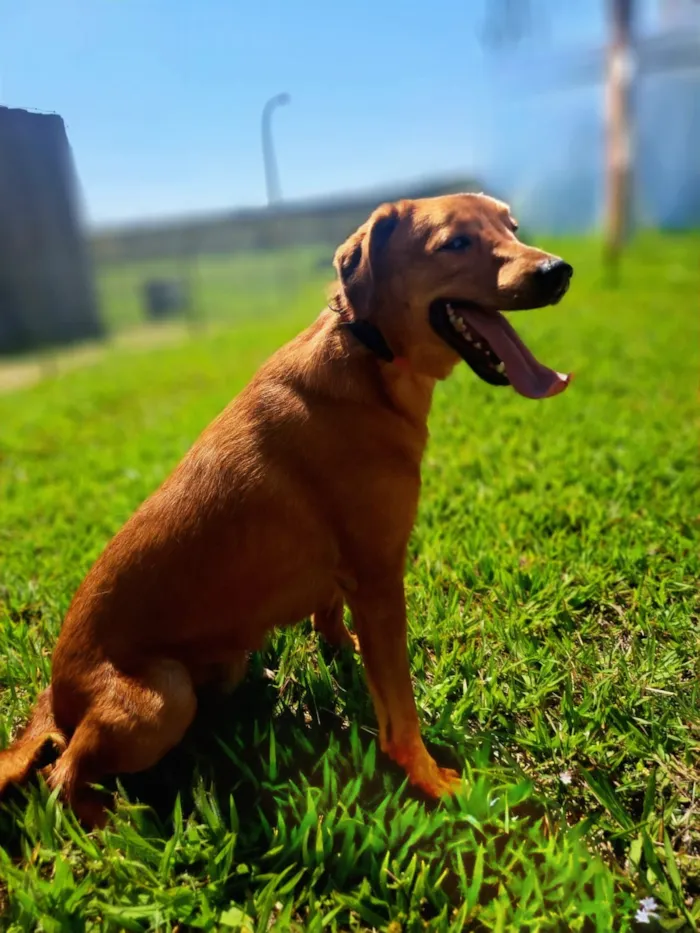 Cachorro raça SRD-ViraLata idade 2 anos nome Joaquim