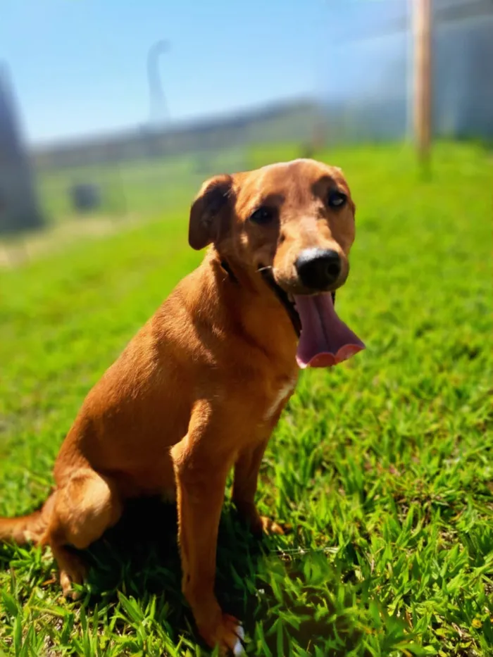 Cachorro raça SRD-ViraLata idade 2 anos nome Joaquim