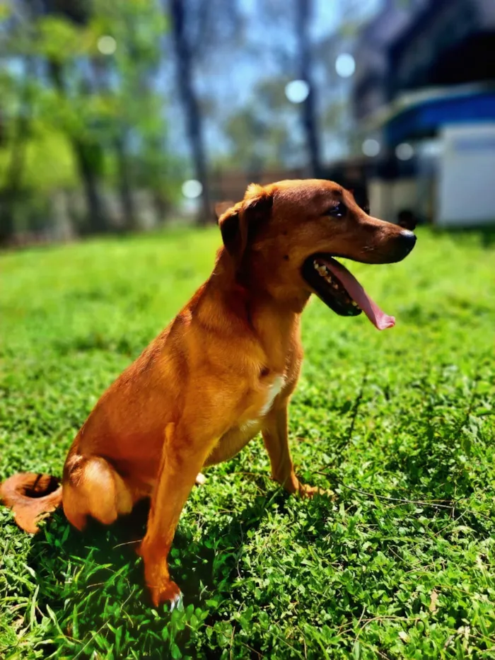 Cachorro raça SRD-ViraLata idade 2 anos nome Joaquim