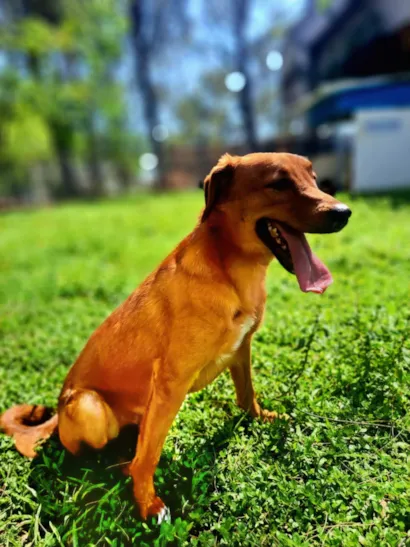 Cachorro raça SRD-ViraLata idade 2 anos nome Joaquim