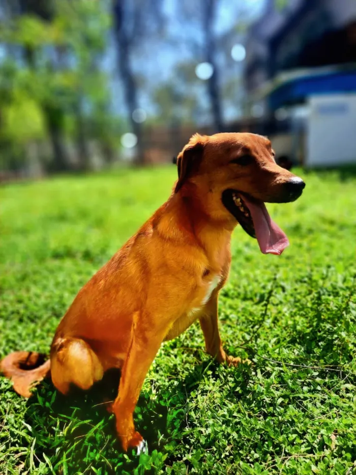 Cachorro raça SRD-ViraLata idade 2 anos nome Joaquim