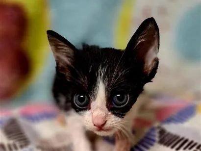 Gato raça SRD-ViraLata idade 2 a 6 meses nome Onze