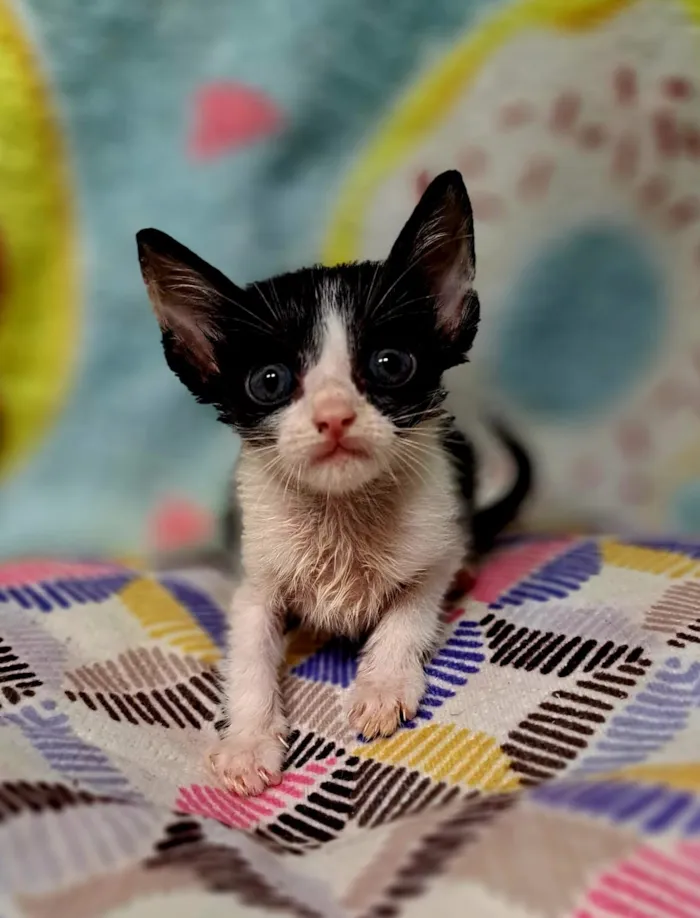 Gato raça SRD-ViraLata idade 2 a 6 meses nome Onze