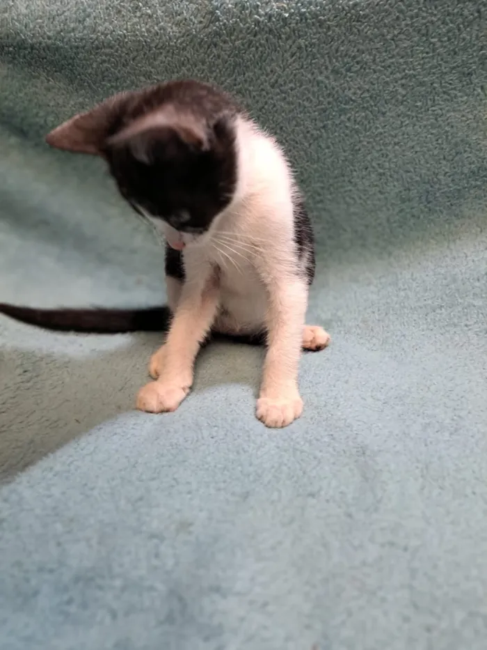 Gato raça SRD-ViraLata idade 2 a 6 meses nome Onze