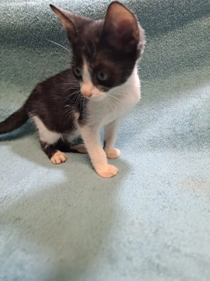 Gato raça SRD-ViraLata idade 2 a 6 meses nome Onze