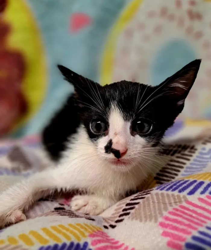 Gato raça SRD-ViraLata idade 2 a 6 meses nome Dustin