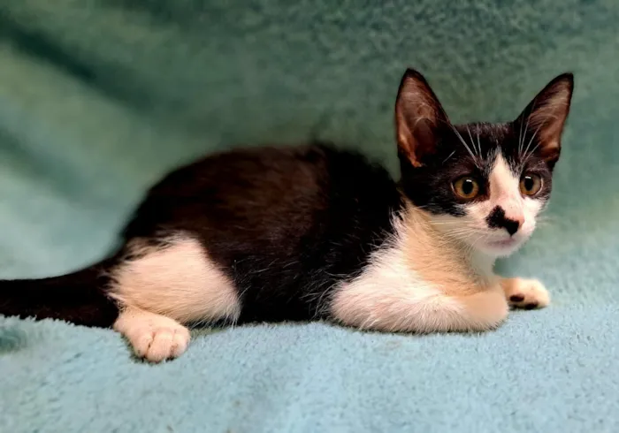 Gato raça SRD-ViraLata idade 2 a 6 meses nome Dustin