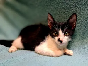 Gato raça SRD-ViraLata idade 2 a 6 meses nome Dustin