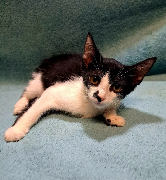 Gato raça SRD-ViraLata idade 2 a 6 meses nome Dustin