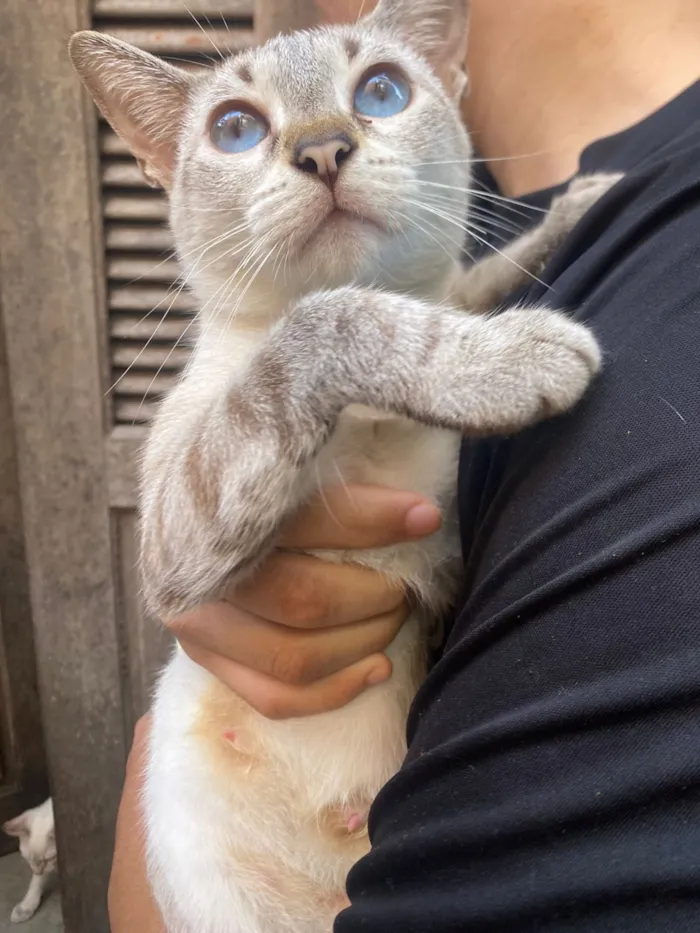 Gato raça Siamês idade 2 a 6 meses nome NATHAN