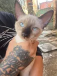 estou doando gato 