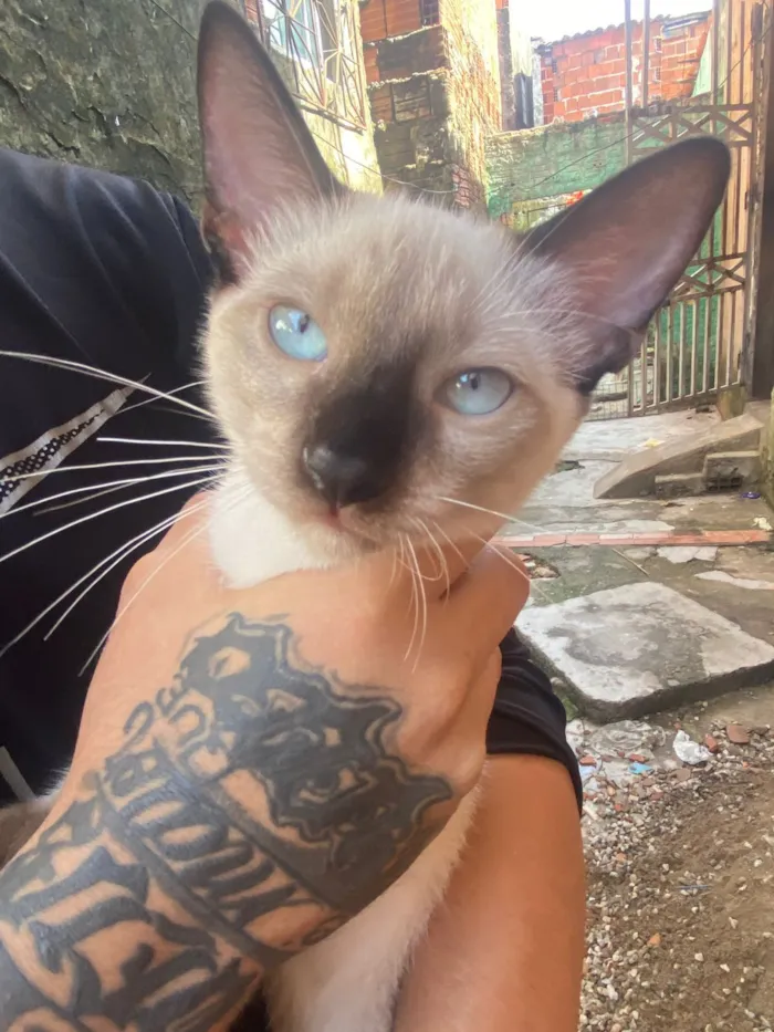 Gato raça Siamês idade 2 a 6 meses nome estou doando gato 