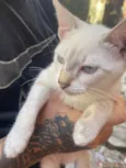 estou doando gato 