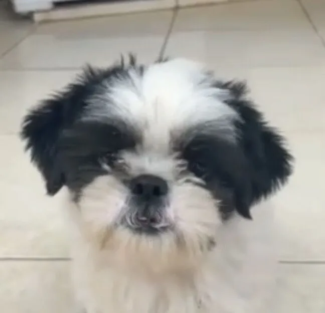 Cachorro raça Shitzu idade 7 a 11 meses nome Flokinho 