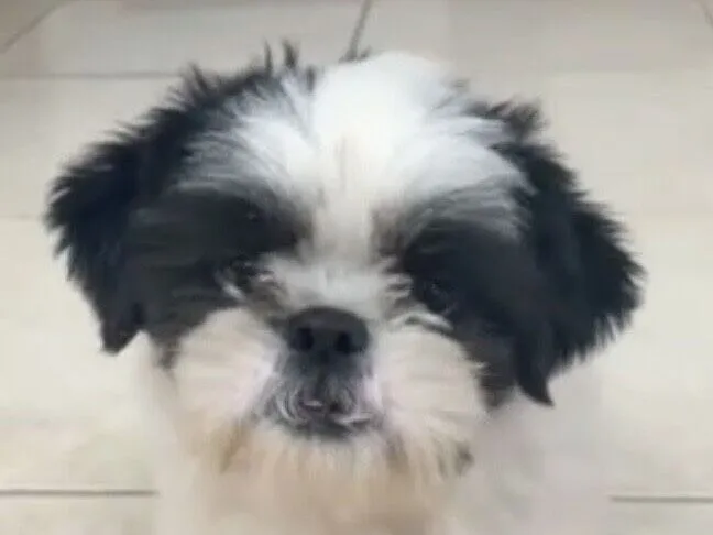 Cachorro raça Shitzu idade 7 a 11 meses nome Flokinho 