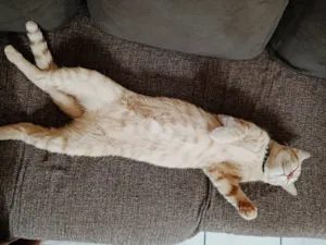 Gato raça SRD-ViraLata idade 1 ano nome Mussa