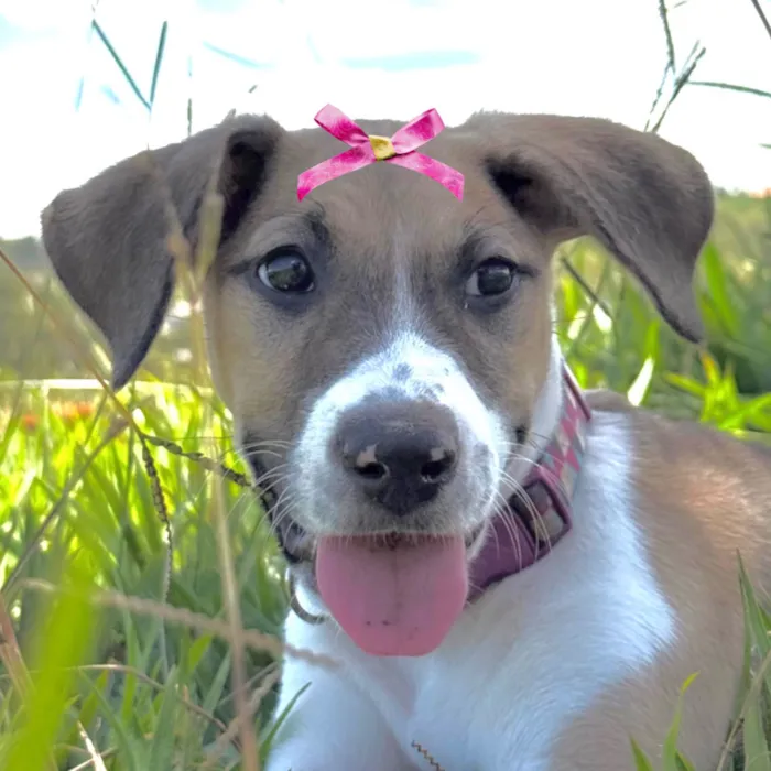 Cachorro raça SRD-ViraLata idade 7 a 11 meses nome Pandora 