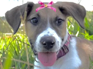 Cachorro raça SRD-ViraLata idade 7 a 11 meses nome Pandora 