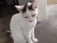 Xaninha