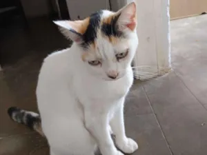 Gato raça SRD-ViraLata idade 4 anos nome Xaninha