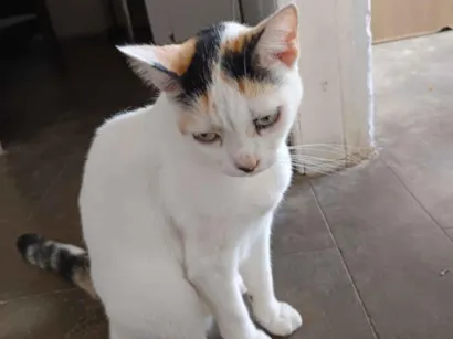 Gato raça SRD-ViraLata idade 4 anos nome Xaninha