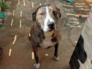 Cachorro raça Fila idade 2 anos nome Tanos