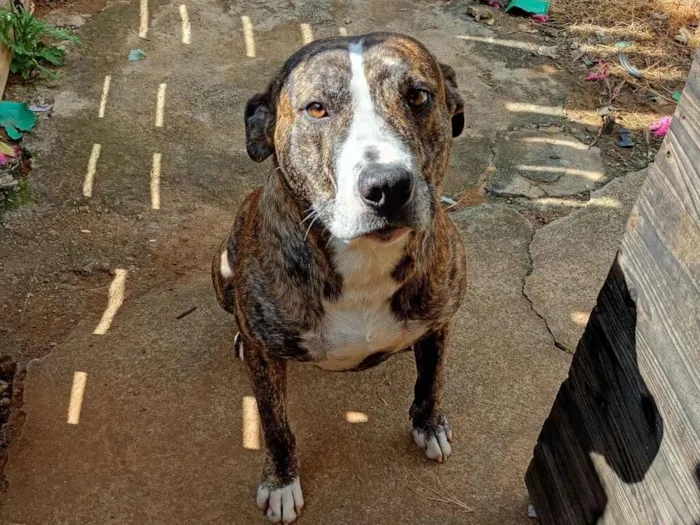 Cachorro raça Fila idade 2 anos nome Tanos