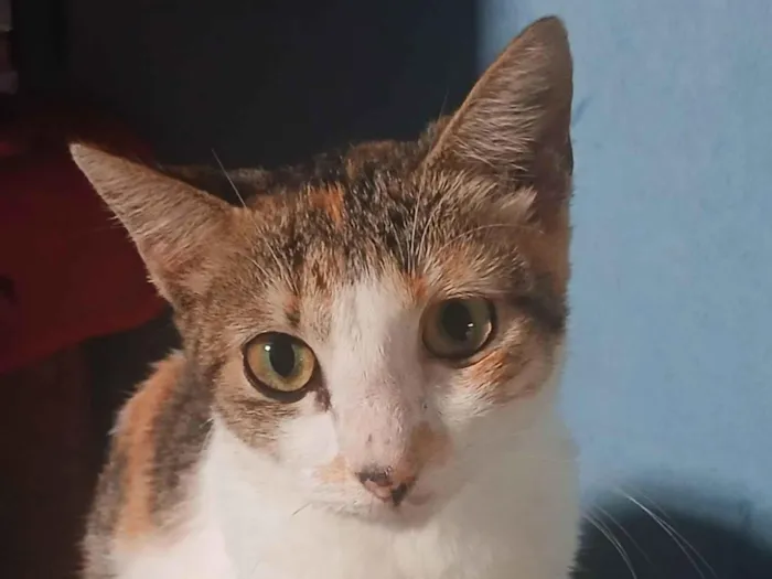 Gato raça SRD-ViraLata idade 7 a 11 meses nome Os dois Mosqueteiros (Irmãos de 8 meses)