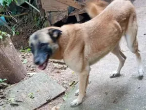 Cachorro raça SRD-ViraLata idade 4 anos nome Diana