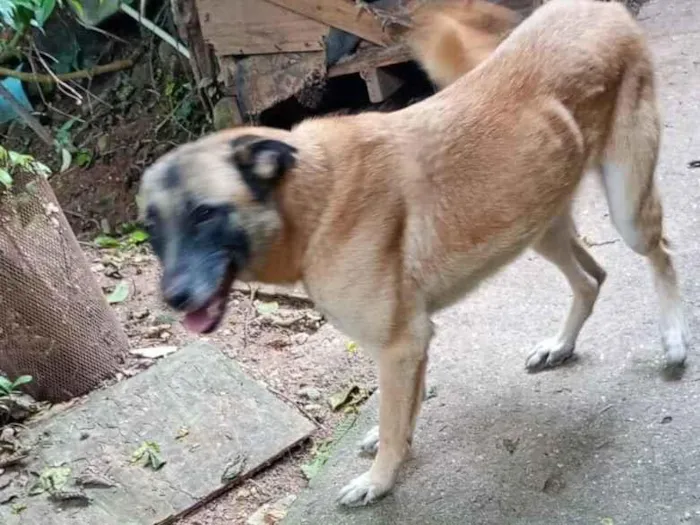 Cachorro raça SRD-ViraLata idade 4 anos nome Diana