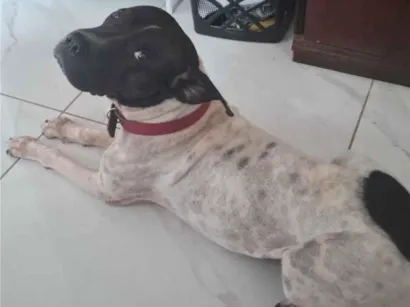 Cachorro raça SRD-ViraLata idade 4 anos nome spike