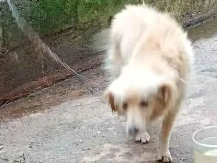 Cachorro raça SRD-ViraLata idade 2 anos nome Cara pálida