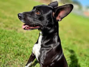 Cachorro raça SRD-ViraLata idade 3 anos nome Nicolau