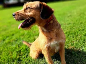 Cachorro raça SRD-ViraLata idade 3 anos nome Gretchen