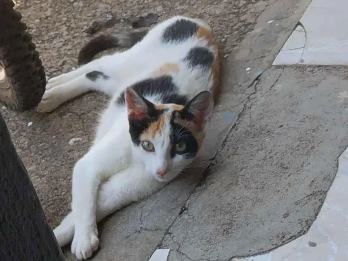 Gato raça SRD-ViraLata idade 2 a 6 meses nome gatinha