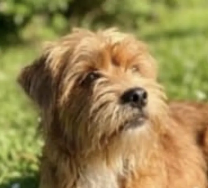 Cachorro raça Shitzu idade 7 a 11 meses nome Cadu 