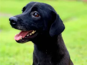 Cachorro raça SRD-ViraLata idade 3 anos nome Breu