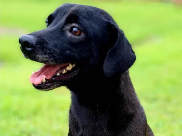 Cachorro raça SRD-ViraLata idade 3 anos nome Breu