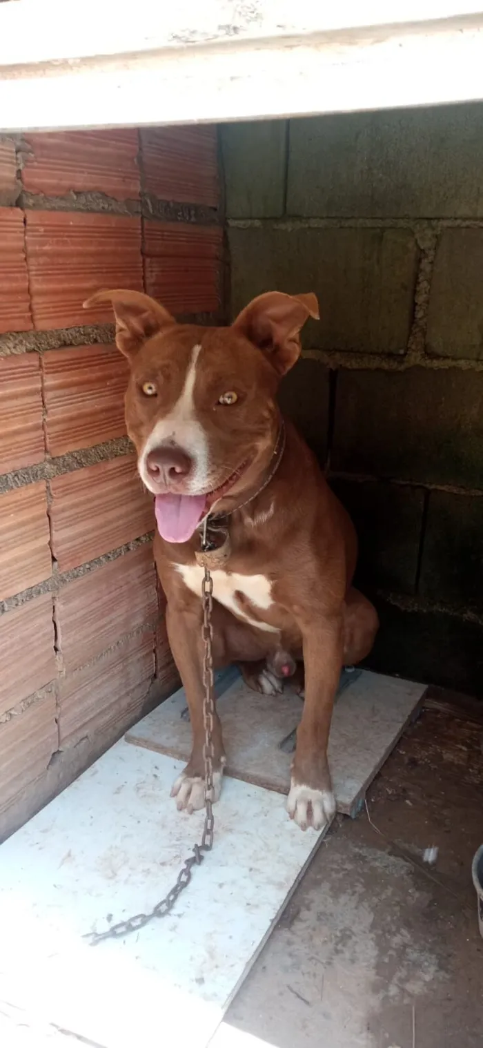 Cachorro raça Pit-Bull idade 1 ano nome TOOR