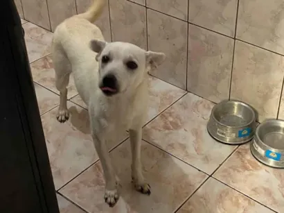 Cachorro raça SRD-ViraLata idade 7 a 11 meses nome Luke