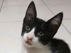 Gato raça SRD-ViraLata idade 2 a 6 meses nome Picanha