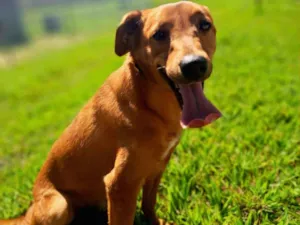 Cachorro raça SRD-ViraLata idade 2 anos nome Joaquim