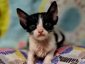 Gato raça SRD-ViraLata idade 2 a 6 meses nome Onze