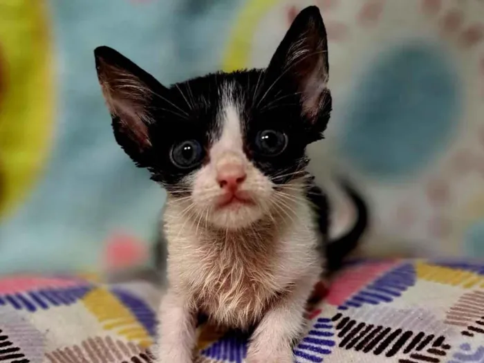 Gato raça SRD-ViraLata idade 2 a 6 meses nome Onze