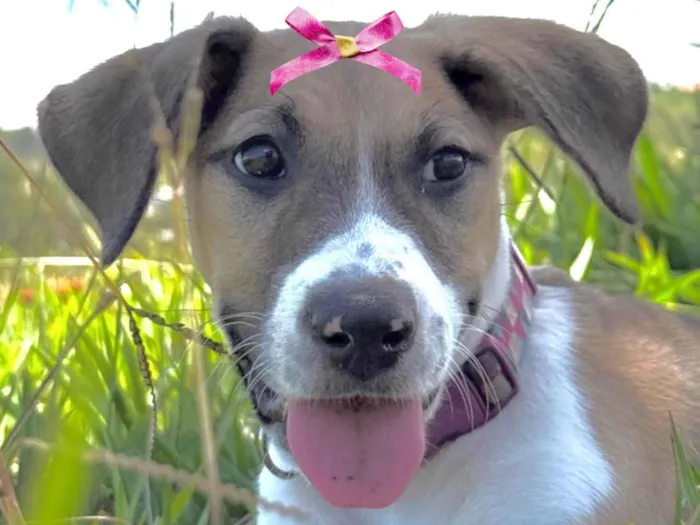 Cachorro raça SRD-ViraLata idade 7 a 11 meses nome Pandora 