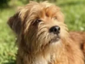 Cachorro raça Shitzu idade 7 a 11 meses nome Cadu 