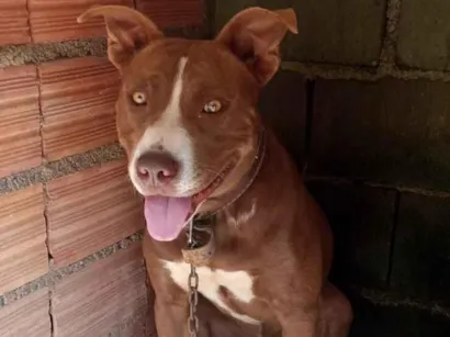 Cachorro raça Pit-Bull idade 1 ano nome TOOR